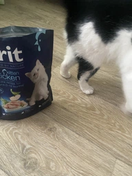 Корм для кошенят Brit Premium by Nature Cat Kitten Chicken 8 кг, з куркою фото від покупців 4
