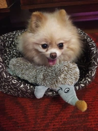 Игрушка для собак Trixie Ёжик длинный 37 см, плюш фото от покупателей 3