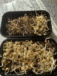 Набір для вирощування мікрозелені Panda microgreen на 7 врожаїв (ТОП 7 видів культур)