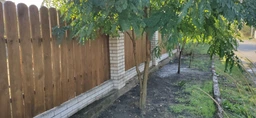 Овсяница (кострица) красная, газонная трава 1 кг фото от покупателей 4