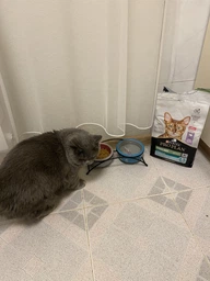 Сухий корм для стерилізованих котів Purina Pro Plan Sterilised Adult 1+ Savoury Duo Пуріна Проплан з качкою та печінкою 1,5 кг (7613036732369) фото от покупателей 7