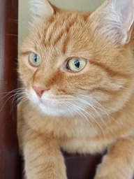 Наповнювач для котячого туалету силікагелєвий 15кг
