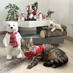 Свитер для котов (кошек) Олени L Черный