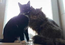 Сухой корм Purina Friskies для взрослых котов с курицей и овощами 10 кг фото от покупателей 6