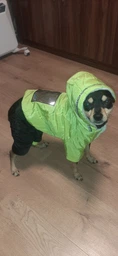 Зимний комбинезон для собак Dog S Оранжевый фото от покупателей 5