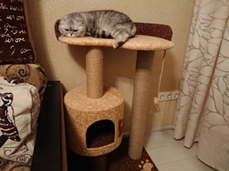 Кошачья когтеточка лазалка в домик с лежанкой для кошек кото 90х60х40см молочно бордовая фото от покупателей 4