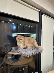 Лежанка для кошек оконный гамак с присосками на окно Sunny Seat Mounted Cat Bed до 22 кг Лёгкая Бежевая (3026)