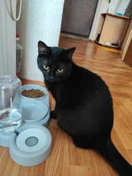 Сухой корм Farmina N&D LG Neutered Adult Cat Chicken для стерилизованных взрослых кошек низкозерновой 1,5 кг фото от покупателей 8