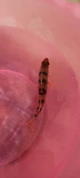 Приманка Bait Breath Micro Grub 1" (15шт.) (Ur25 Clear/gold*orange*seed),FS0011461