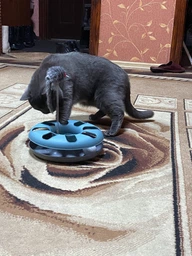 Іграшка для котів Trixie Трек ігровий з мишкою «Crazy Circle» d:24 см, h:29 см