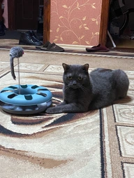 Іграшка для котів Trixie Трек ігровий з мишкою «Crazy Circle» d:24 см, h:29 см фото від покупців 2