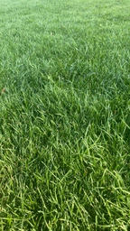 Газонная трава универсальная Green Seeds пакет 1кг фото от покупателей 7