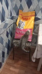 Сухой корм для кошек Josera JosiCat Kitten 10 кг (4032254773955)