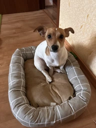 Лежак Природа Buddy для кошек и собак 50х40х12 см Серый (4823082430697) фото от покупателей 14