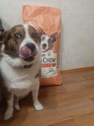 Сухий корм з куркою Purina Dog Chow Пуріна Дог Чао для активних собак 2,5 кг (7613034487858)