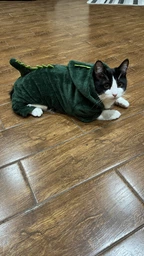 Одежда для домашних животных, костюм динозавра для котов, размер L