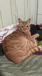 Сухий корм Royal Canin STERILISED для дорослих стерилізованих кішок 10 кг (3182550737623)