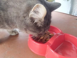 Упаковка влажного корма для кошек Sheba с курицей и говядиной в соусе 85 г 28 шт (4770608264192) фото от покупателей 4