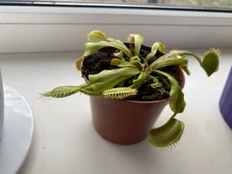 Венерина мухоловка. Дионея Floret