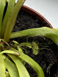 Венерина мухоловка. Дионея Floret фото от покупателей 1