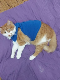 Жилетка для собак з кільцем Pet Style "Однотон" Біла XS фото від покупців 1