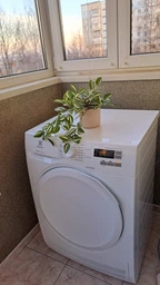 Сушильный автомат ELECTROLUX EW6C527PU фото от покупателей 13