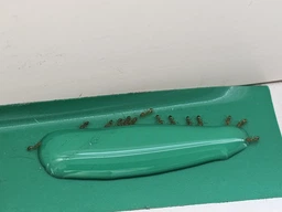 Засіб від Мурах Terro Ant Killer Killer ll T200. Тюбик 60мл. Терро від мурах. Знищує колонію фото від покупців 8