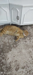Сухой корм MONGE CAT Sterilised с треской - 1,5 кг