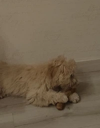 Палиця з кавового дерева для собак HealthyDoggo Coffee Stick розмір M (5-10кг) фото від покупців 5