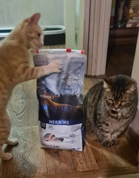 Беззерновий корм для стерилізованих котів з оселедцем BRAVERY Herring Adult Cat Sterilized 600 г фото від покупців 1