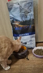 Беззерновий корм для стерилізованих котів з оселедцем BRAVERY Herring Adult Cat Sterilized 600 г
