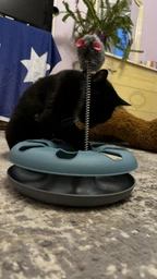 Іграшка для котів Trixie Трек ігровий з мишкою «Crazy Circle» d:24 см, h:29 см фото від покупців 2