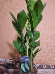 Заміокулькас (Zamioculcas, Доларове дерево), висота 30 - 40см, 12" горщик (RG145) фото від покупців 3