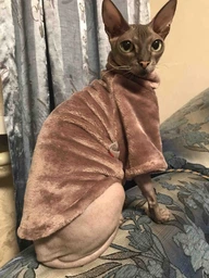 Флисовая кофта для котов (кошек) Бархат S Голубой фото от покупателей 11