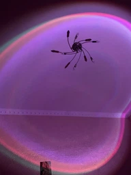 Проекційний світильник Sunset Lamp RGB 16 кольорів з пультом на штативі: USB проектор заходу сонця, атмосферна LED лампа фото от покупателей 12