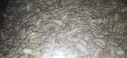 Семена подсолнуха Ecofood очищенные 1 кг фото от покупателей 2
