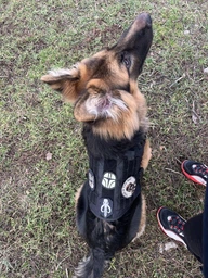 Шлейка для собак Harness K9 Long, металева пряжка фастекс і система MOLLE, L (77-99 см) Оливковий (076L-GREEN) фото від покупців 3