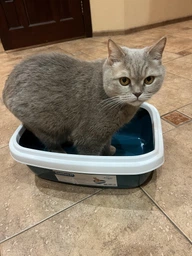 Туалет для котов Природа Comfort M 41 х 30 х 13 см Ультрамарин (4823082417384) фото от покупателей 4