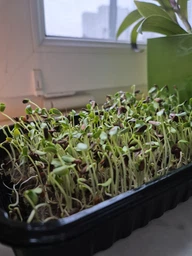 Набір для вирощування мікрозелені Panda microgreen на 7 врожаїв (ТОП 7 видів культур)