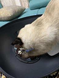 Рюкзак для переноски кошек и собак с иллюминатором CosmoPet Сакура фото от покупателей 4
