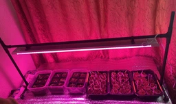 Потужний 38 Вт LED Фіто-Світильник біколор спектру ML38 Violet для вирощування рослин, розсади, квітів на регульованій стійці фото от покупателей 2