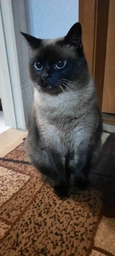 Сухий корм для дорослих стерилізованих котів Purina Cat Chow Sterilised із куркою 1.5 кг фото от покупателей 5