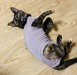 Попона комбинезон после стерилизации операции для кошек и котов Style Pets M