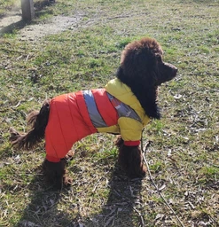 Зимний комбинезон для собак Adidog Люкс S Голубой