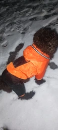 Зимний комбинезон для собак Dog S Оранжевый фото от покупателей 2