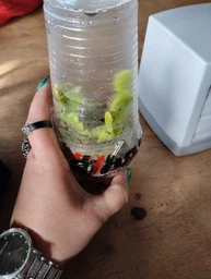 Венерина мухоловка. Дионея Floret
