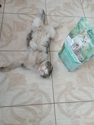 Сухой корм для кошек Carpathian Pet Food Optimal Care 12 кг фото от покупателей 2