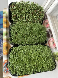 Набір для вирощування мікрозелені Panda microgreen на 7 врожаїв (ТОП 7 видів культур) фото от покупателей 18