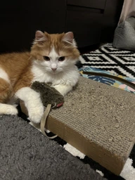Игрушка для котов GiGwi Мышка с кошачьей мятой Catnip 10 см (75300Collar)
