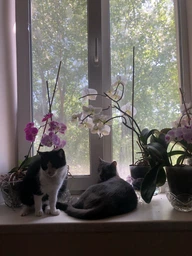Сухой корм для взрослых кошек Purina Friskies с говядиной, курицей и овощами 10 кг фото от покупателей 4